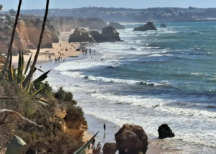 Rosa - Da Rocha פורטימאו